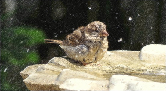 sparrow splashing